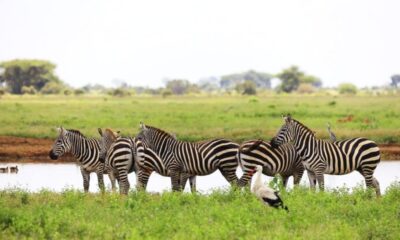 Zebra